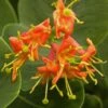 Chèvrefeuille - Lonicera X Heckrotii Firecracker® -Boutique Pafurme Lonicera x heckrotii Firecracker 85668 1