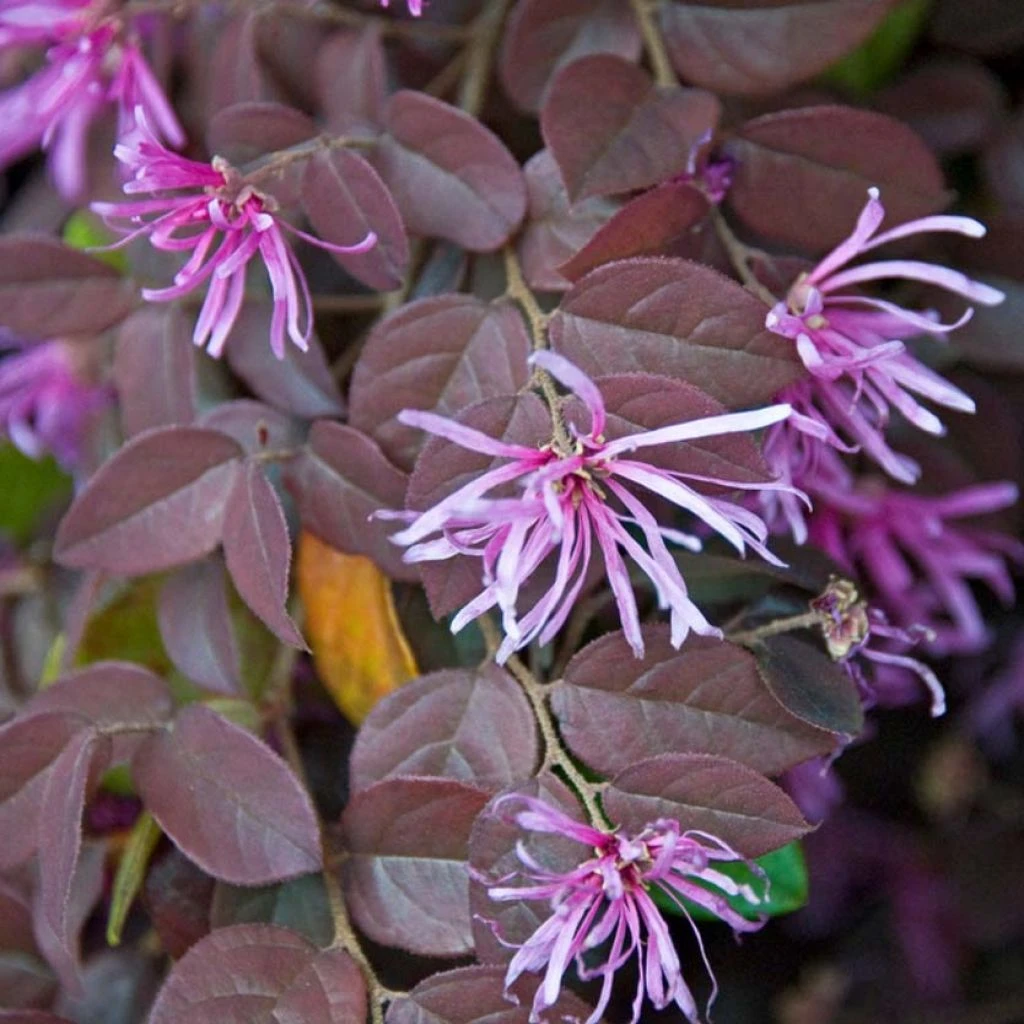 Loropetalum Chinense Pipa's Red 3 Loropetalum Chinense Pipa's Red