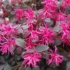 Loropetalum Chinense Plum Gorgeous 2 Loropetalum Chinense Plum Gorgeous -Boutique Pafurme Loropetalum chinense Plum Gorgeous IF 17198 1