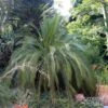 Macrozamia Moorei - Cycas De Moore -Boutique Pafurme Macrozamia moorei 89916 1
