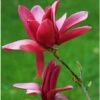 Magnolia Burgundy Star 1 Magnolia Burgundy Star -Boutique Pafurme Magnolia Burgundy Star 84156 1