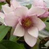 Magnolia Fairy Blush - Michelia Hybride -Boutique Pafurme Magnolia Fairy Blush 0536 1