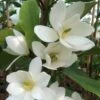 Magnolia Fairy White - Michelia Hybride -Boutique Pafurme Magnolia Fairy White Michelia hybride blanc 79053 1