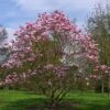 Magnolia Star Wars - Magnolia Campbellii (x) Liliiflora -Boutique Pafurme Magnolia Star Wars 82210 1
