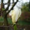 Magnolia Yellow Lantern -Boutique Pafurme Magnolia Yellow Lantern copyright 18302 1