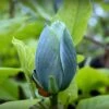 Magnolia Acuminata Blue Baby -Boutique Pafurme Magnolia acuminata Blue Baby IF 17923 1