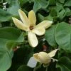 Magnolia Brooklynensis Yellow Bird -Boutique Pafurme Magnolia brooklyniensisYellow Bird 84155 1