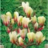 Magnolia Denudata Sunrise 1 Magnolia Denudata Sunrise -Boutique Pafurme Magnolia con Sunrise 16339 1