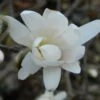 Magnolia Denudata Double Diamond - Magnolia Yulan 1 Magnolia Denudata Double Diamond - Magnolia Yulan -Boutique Pafurme Magnolia denudata Double Diamond 781969 1