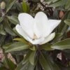 Magnolia Grandiflora Alta - 2 Magnolia Grandiflora Alta - -Boutique Pafurme Magnolia grandiflora Alta 84161 1
