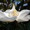 Magnolia Grandiflora Little Gem - Magnolia Nain -Boutique Pafurme Magnolia grandiflora Little Gem 84163 1