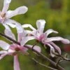 Magnolia Loebneri Merrill -Boutique Pafurme Magnolia loebneri Merrill 84167 1