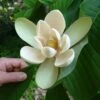Magnolia Officinalis Biloba - Magnolia Officinal -Boutique Pafurme Magnolia officinalis biloba 87142 1
