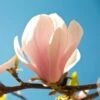 Magnolia Sprengeri Pink Beauty -Boutique Pafurme Magnolia sprengeri Pink Beauty 84168 1