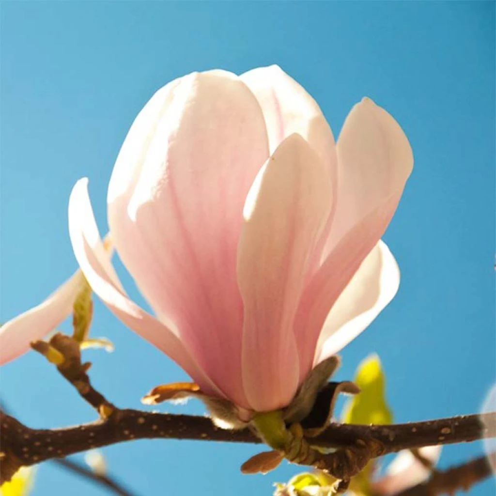 Magnolia Sprengeri Pink Beauty 3 Magnolia Sprengeri Pink Beauty