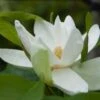 Magnolia Thompsoniana -Boutique Pafurme Magnolia thompsoniana 84171 1