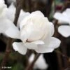 Magnolia Loebneri Wildcat -Boutique Pafurme Magnolia x loebneri Wildcat 87397 1
