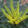 Mahonia Japonica Hivernant -Boutique Pafurme Mahonia Japonica Hivernant 781779 1