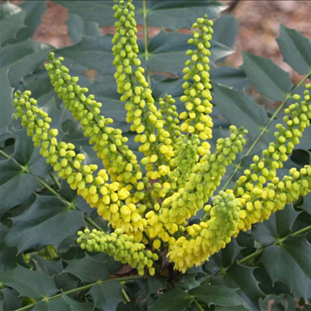 Mahonia Japonica Hivernant 3 Mahonia Japonica Hivernant