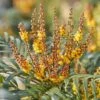 Mahonia Volcano 2 Mahonia Volcano -Boutique Pafurme Mahonia Volcano copyright 16583 1
