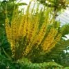 Mahonia Bealei -Boutique Pafurme Mahonia bealei 89656 1