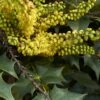 Mahonia (x) Wagneri Fireflame -Boutique Pafurme Mahonia x wagneri Fireflame copyright 17030 1 1