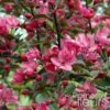 Pommier D'ornement - Malus Liset -Boutique Pafurme Malus Liset 100153 1