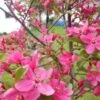 Pommier D'ornement - Malus Prairiefire -Boutique Pafurme Malus PrairieFire 84175 1