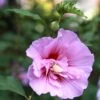 Hibiscus Syriacus Purple Pillar - Althéa -Boutique Pafurme Mauve en arbre Hibiscus syriacus Purple Pillar copyright 1002541 1