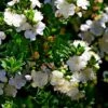 Myrtus Communis Tarentina - Myrte Commun 2 Myrtus Communis Tarentina - Myrte Commun -Boutique Pafurme Myrtus communis subsp Tarentina 82213 1