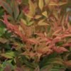 Nandina Domestica Gulf Stream - Bambou Sacré Orange Cuivre -Boutique Pafurme Nandina Gulfstream 0523 1