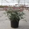 Nandina Domestica Flirt - Bambou Sacré Nain -Boutique Pafurme Nandina domestica FLIRT 87158 1