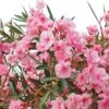 Laurier Rose - Nerium Oleander 2 Laurier Rose - Nerium Oleander -Boutique Pafurme Nerium oleander pot de 3L 83379 1