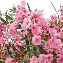 Laurier Rose - Nerium Oleander
