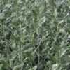 Olearia Traversii -Boutique Pafurme Olearia traversi 82216 1