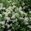 Olearia (x) Haastii - Aster En Arbre -Boutique Pafurme Olearia x haastii 100156 1
