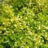 Seringat Des Jardins - Philadelphus Coronarius Aureus -Boutique Pafurme PHILADELPHUS AUREUS 781844 1