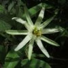 Passiflora Mucronata - Fleur De La Passion 1 Passiflora Mucronata - Fleur De La Passion -Boutique Pafurme Passiflora mucronata 87021 1