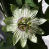 Passiflore - Passiflora White Lightening -Boutique Pafurme Passiflore Passiflora White Lightening copyright 1009201 1