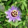 Passiflore Caerulea Purple Haze - Fleur De La Passion -Boutique Pafurme Passiflore Purple Haze 681463 1