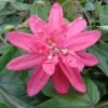 Passiflore Insignis Pink Passion - Fleur De La Passion -Boutique Pafurme Passiflore insignis Pink Passion 681331 1