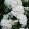 Seringat - Philadelphus Frosty Morn -Boutique Pafurme Philadelphus Frosty Morn 84189 1