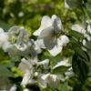 Seringat Des Jardins - Philadelphus Innocence -Boutique Pafurme Philadelphus Innocence 7975 1