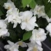 Seringat Blanc - Philadelphus Natchez -Boutique Pafurme Philadelphus Natchez 84193 1