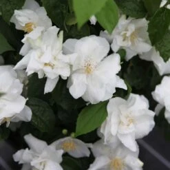Seringat Blanc - Philadelphus Natchez