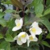 Seringat Des Jardins - Philadelphus Starbright -Boutique Pafurme Philadelphus Starbright 9714 1