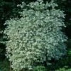 Seringat Des Jardins - Philadelphus Coronarius Variegatus -Boutique Pafurme Philadelphus coronarius Variegatus 781845 1