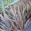Phormium Rainbow Queen - Lin De Nouvelle-Zélande 2 Phormium Rainbow Queen - Lin De Nouvelle-Zélande -Boutique Pafurme Phormium Rainbow Queen 82779 1