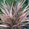 Phormium Rainbow Sunrise - Lin De Nouvelle-Zélande -Boutique Pafurme Phormium Rainbow Sunrise 85029 1