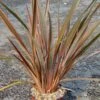Phormium Sundowner - Lin De Nouvelle-Zélande -Boutique Pafurme Phormium Sundowner 83515 1